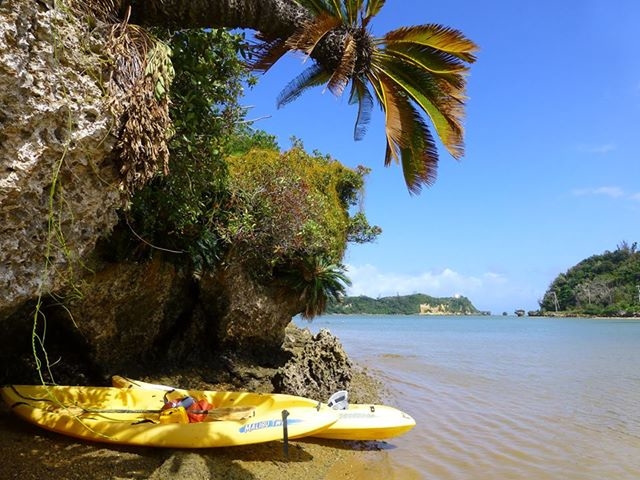 �����ΊD��̐��ӂɂ͌��I�ȐA���������Ă��܂��B_�Ȃ�����C�ӂ̎��R�w�Z