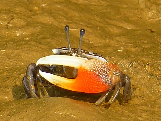 �����Ƃ��Ă���ƃJ�j���������S���Ă���܂��B�l�C�`���[�E�H�b�`���O���y���݂܂��傤�B_�Ȃ�����C�ӂ̎��R�w�Z