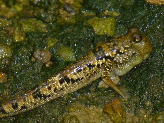 �畆�ċz��8���A�G���ċz��2���B�~�i�~�g�r�n�[�͐��ӂ�����Ă���悤�ł��B_�Ȃ�����C�ӂ̎��R�w�Z