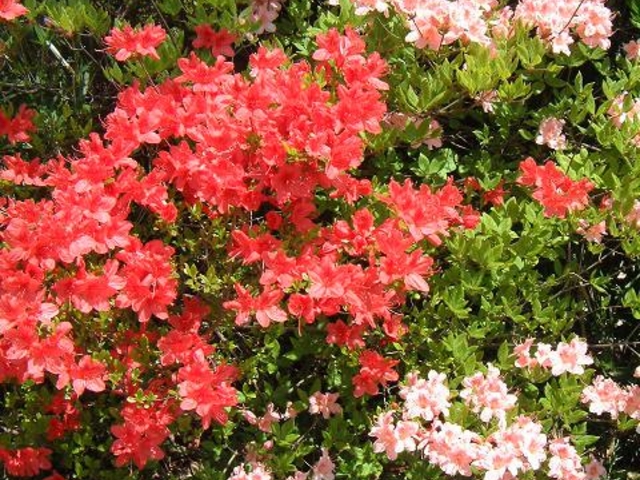 ��̂��@5��_���]�y���V�����@�A�p�b�`