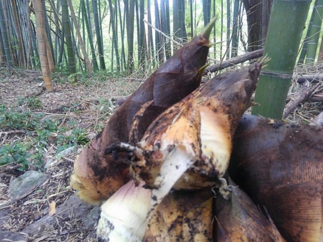 �~�n�̒|��Ԃɂ�⡎��B_��ǊΎR