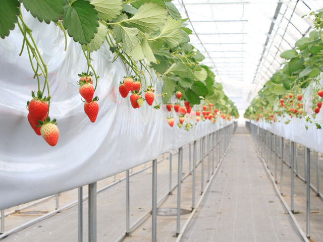 TSUJIGUCHI FARM_�A�N�A�C�O�j�X�Љ�����