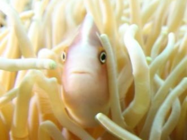 �_�C�o�[�ɂƂ��Ă̖����̃A�C�h���u�n�i�r���N�}�m�~�v����B�����ĂˁI_�����Ȃ�J�EBOY�_�C�r���O��y��