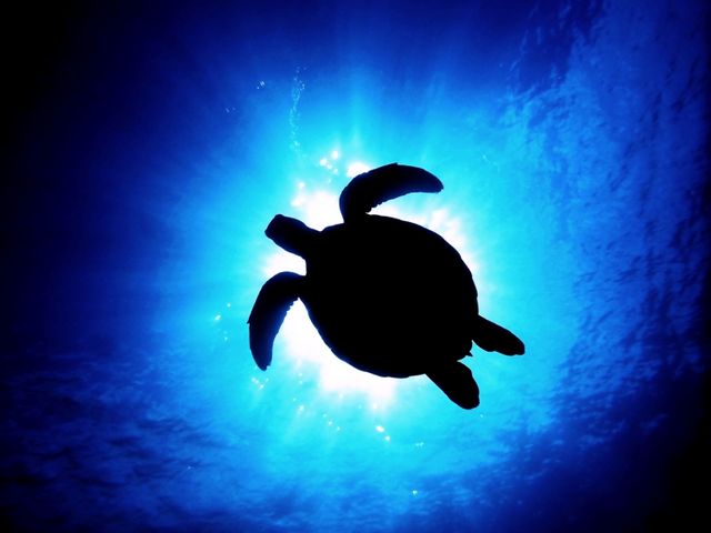 ���ɂ͂���ȃV�[���ɂ������o����J���I����̖��͓I�ȊC�̒������ē��v���܂��I_�����Ȃ�J�EBOY�_�C�r���O��y��