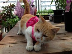 当園のコトちゃん人懐っこくて可愛いです。_土方洋蘭いちご園