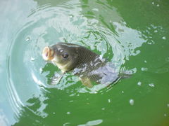 品川フィッシングガーデン アクセス 営業時間 料金情報 じゃらんnet