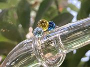 �K���X�X�^�W�I�@�u���G�̎ʐ^3