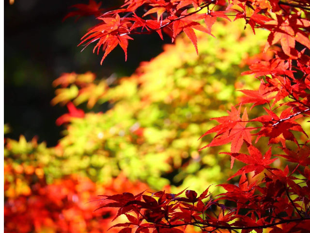 �������g�t_�����T��