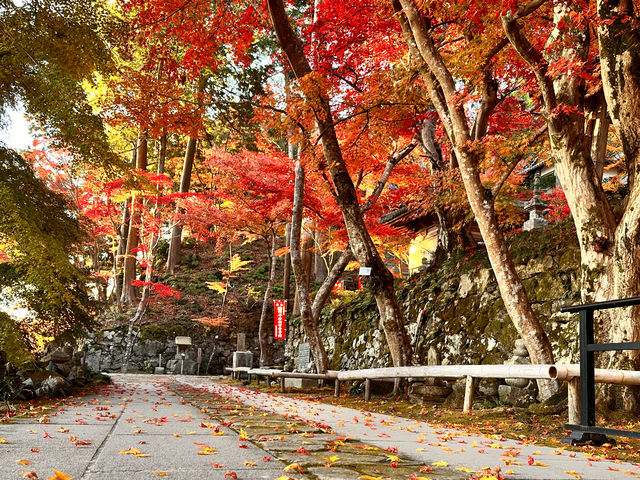 �����g�t_�����T��