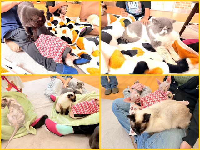 ���ݐؐ��L�J�t�F�@�L�J�t�F�g�t�y���{���s�z�@���q�l�̗l�q_�L�J�t�F�@�g�t