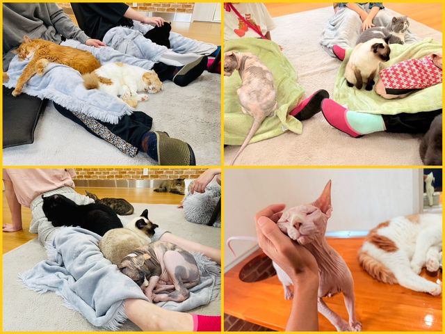 ���ݐؐ��L�J�t�F�@�L�J�t�F�g�t�y���{���s�z�@���q�l�̗l�q_�L�J�t�F�@�g�t