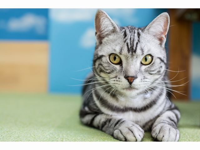 �L�J�t�F����neko