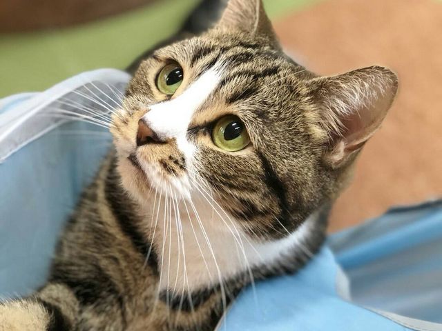 �L�J�t�F����neko