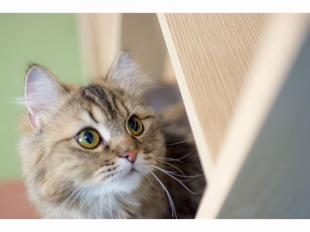 �L�J�t�F����neko