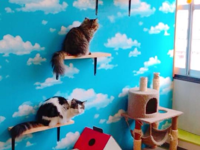 �L�J�t�F����neko