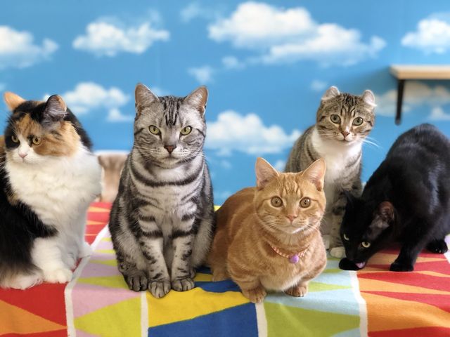 �L�J�t�F����neko