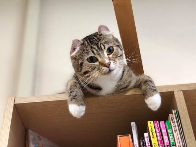 �L�J�t�F����neko