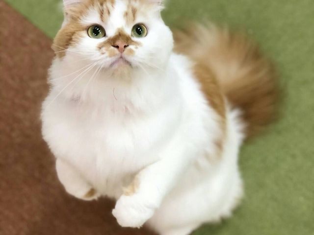 �L�J�t�F����neko