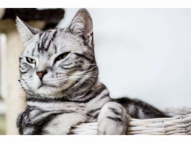 �L�J�t�F����neko