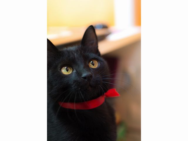 �L�J�t�F����neko