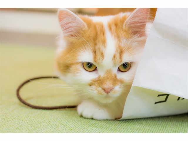 �L�J�t�F����neko