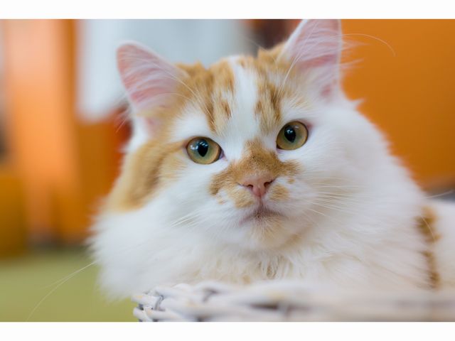 �L�J�t�F����neko