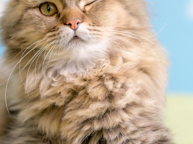 �L�J�t�F����neko