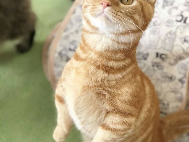 �L�J�t�F����neko