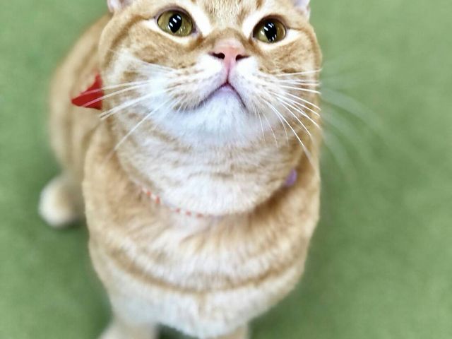 �L�J�t�F����neko