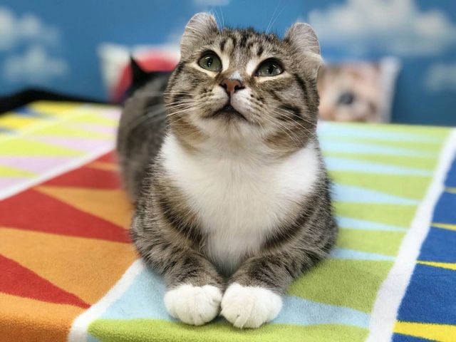 �L�J�t�F����neko