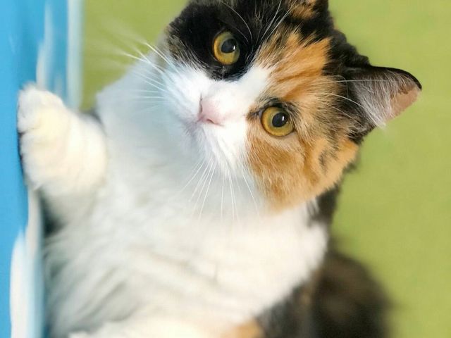 �L�J�t�F����neko