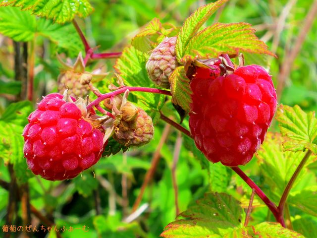 �򕌊ό��_���@���񂿂��ӂ��[��