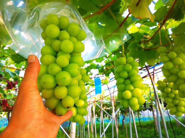 �򕌊ό��_���@���񂿂��ӂ��[��