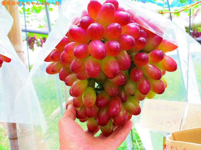 �򕌊ό��_���@���񂿂��ӂ��[��