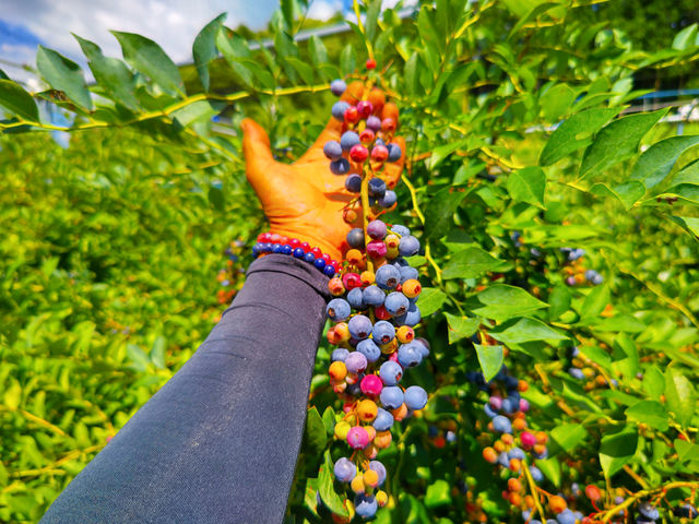 �򕌊ό��_���@���񂿂��ӂ��[��