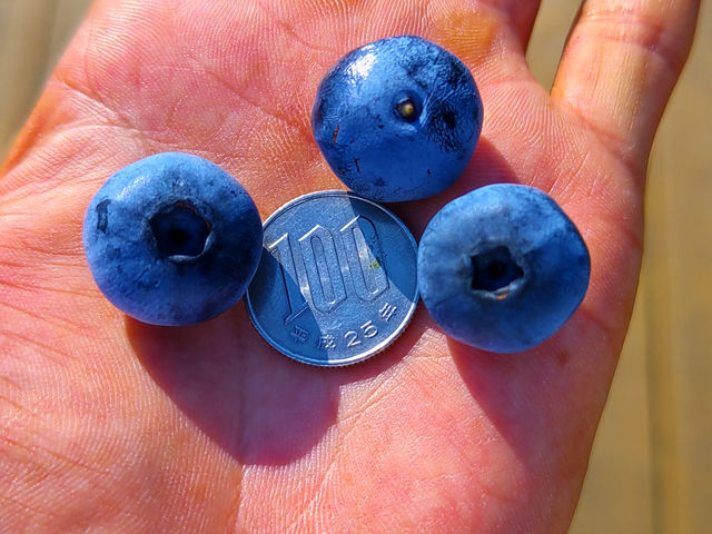 �򕌊ό��_���@���񂿂��ӂ��[��