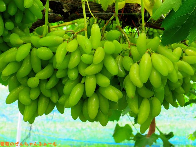 �򕌊ό��_���@���񂿂��ӂ��[��