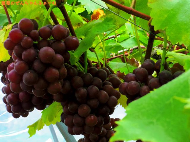 �򕌊ό��_���@���񂿂��ӂ��[��