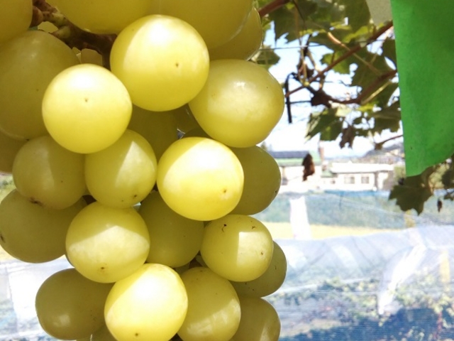 ���܁`���Ԃǂ�_�݂炢�K�[�f���t�@�[��