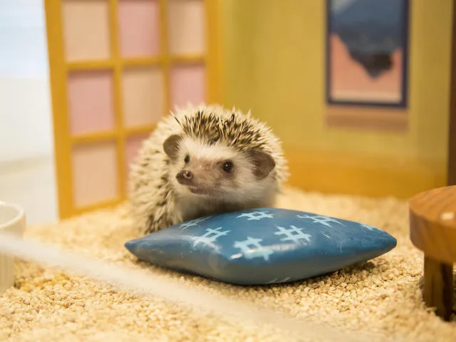 ちくちくCAFEのハリネズミ