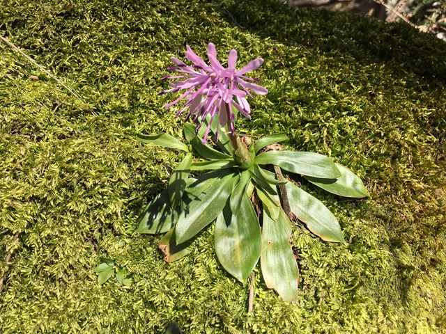 ���܂�Ă��̂���
�т͗��������Ƃ�����܂���B
�H�ׂ����Ƃ�����܂���_SADO�O�l�Y�K�C�h