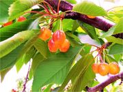 �t���[�c���C�i���[�G�X�v���̎ʐ^2