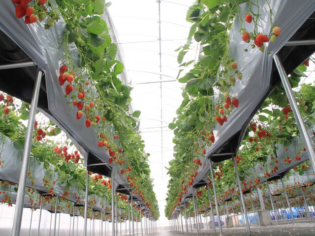 �i�K�V�}�t�@�[���@��������