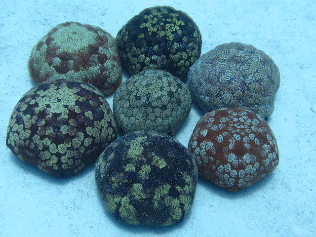 ���͂悤�_�C�r���O�X�N�[��