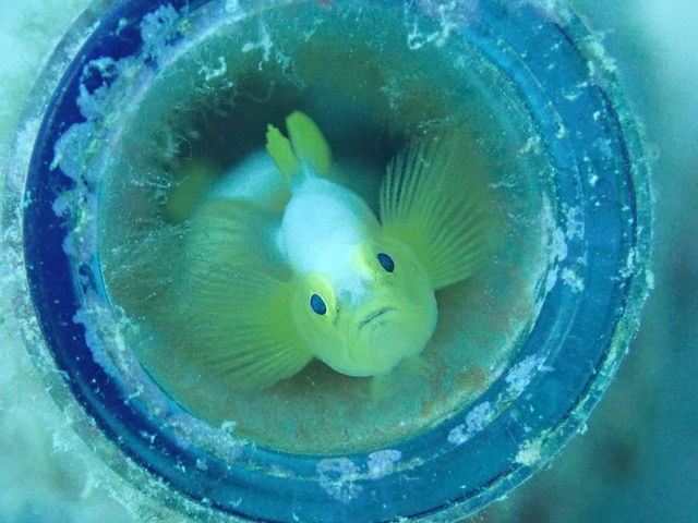 ���͂悤�_�C�r���O�X�N�[��