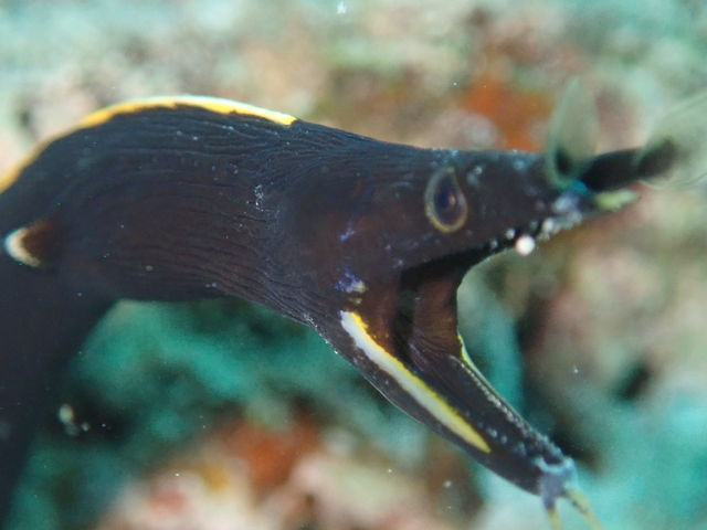 ���͂悤�_�C�r���O�X�N�[��