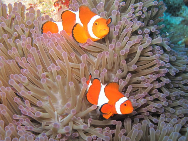 ���͂悤�_�C�r���O�X�N�[��