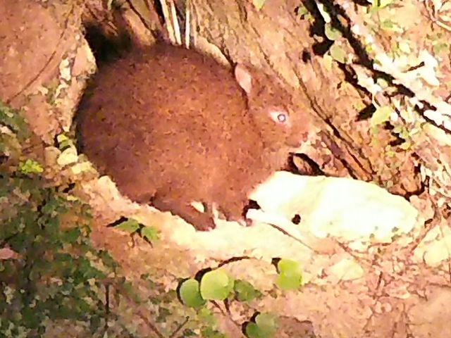 �~�b�h�i�C�g�c�A�[����