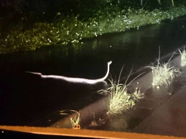 �~�b�h�i�C�g�c�A�[����