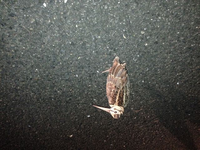 �~�b�h�i�C�g�c�A�[����